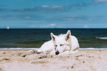 young white swiss shepherd dog sleeping on the beach in sunny day