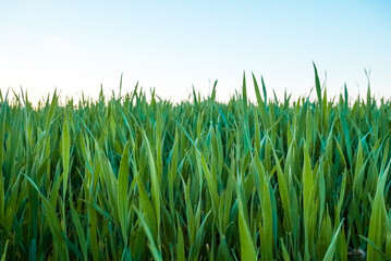 Fototapeta premium A fresh spring sunny garden background of green grass