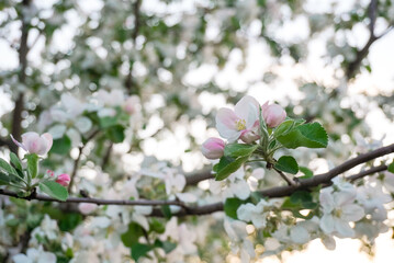spring apple blossom