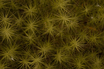 Textura natualeza amarilla