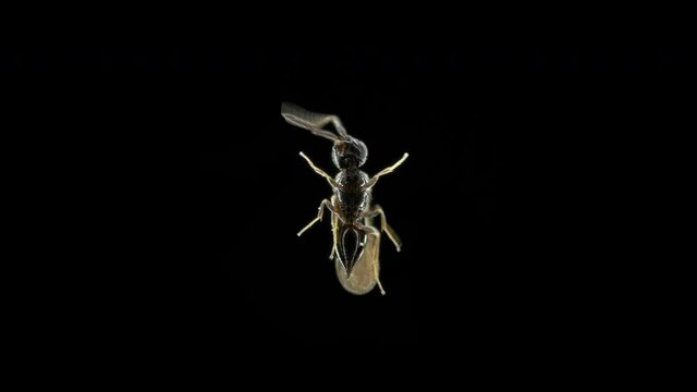 Wasp is a parasite of the family Superfamily Chalcidoidea under a microscope. Lays eggs in insects or their eggs. Sample size only 3mm