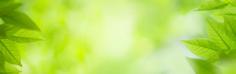 Tuinposter Aard van groen blad in de tuin in de zomer. Natuurlijke groene bladeren planten gebruiken als lente achtergrond voorblad groen milieu ecologie behang © Fahkamram