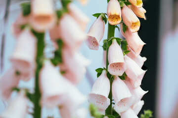 Closeup of a pink apricot color Foxglove Digitalis flower stalk. Selective focus with extreme shallow depth of field.  