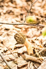 Verpa bohemica, a very rare edible mushroom under species protection in Poland, an exquisite spring mushroom