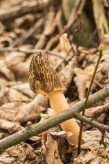 Verpa bohemica, a very rare edible mushroom under species protection in Poland, an exquisite spring mushroom
