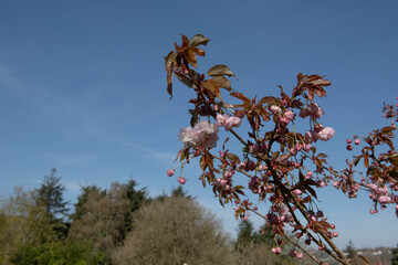 Pink Flowering Blossom on the Branches of a Spring Snow or Japanese Flowering Cherry Tree (Prunus beni-tamanishiki) Growing in a Garden with a Bright Blue Sky Background in Rural Devon, England, UK