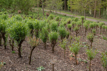 Fototapeta na wymiar New Spring Growth of the Green Leaves on Coppiced Common Osier or Willow Tree Trunks (Salix viminalis) Growing in a Plantation in a Garden in Rural Devon, England, UK
