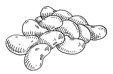 Kidney bean. Vintage hatching monochrome gray illustration. Isolated on white
