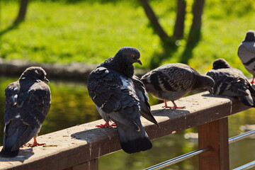 Pigeons by the city pond.