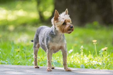 Yorkshire Terrier plays in the park on the grass.