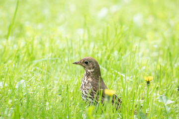 Fieldfare (Turdus pilaris) on the moss.