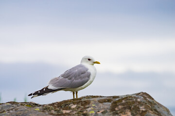 Seagull on sea fjord shore