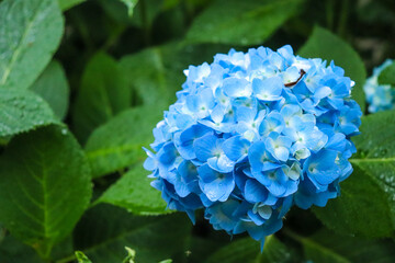 アジサイ 紫陽花 あじさい ブルー 紫 雨 梅雨 美しい  綺麗 幻想的 さわやか 6月 花びら