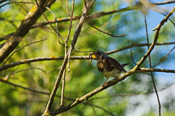 Thrush fieldfare in a Moscow park.