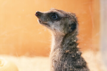 
Close-up portrait of a meerkat