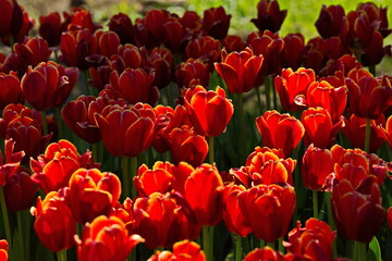 Tulips on the streets of Moscow.