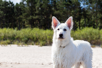 dog white swiss shepherd standing at the beach