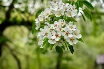 Pear flovers on the pear tree