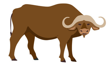 Buffalo icon. Vector illustration of African buffalo, standing, in flat style. Isolated on white. Isolated icon.