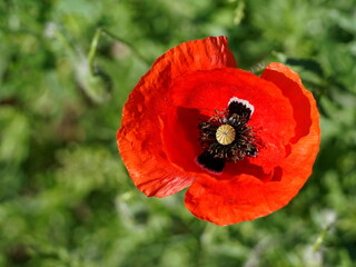 Poppy flower in the meadow top view