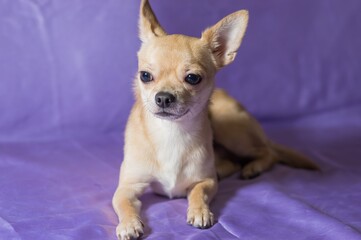 Fototapeta na wymiar Nice studio portrait of creamy curious Chihuahua male puppy lying on blue background