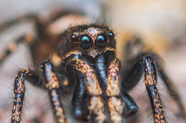 Jumping spider Salticus cingulatus. Eyes of Salticus cingulatus. Funny portrait of spider