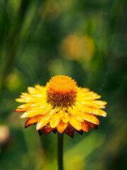 Summer background. One yellow flower on a sunny day with background bokeh. Macro. Copyspace.