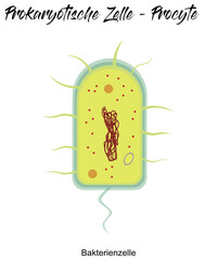 Prokaryotische Zelle - Procyte