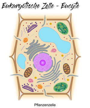 Eukaryotische Zelle - Eucyte - Pflanzenzelle