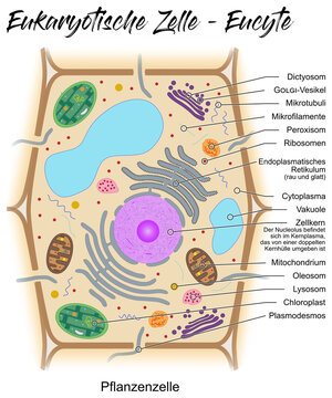Eukaryotische Zelle - Eucyte - Pflanzenzelle