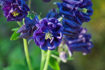 A closeup of the columbine blooms.   Vancouver BC Canada 

