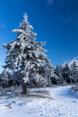 conifer tree covered with fluffy white snow, mountain snowing landscape in sunny day