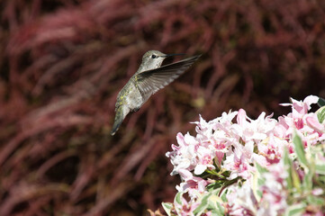 Female Anna's hummingbird hovering in the air.  Vancouver BC Canada 
