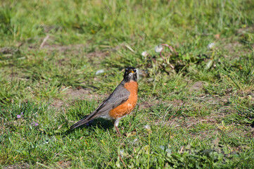 American robin resting on the ground.   Vancouver BC Canada 
