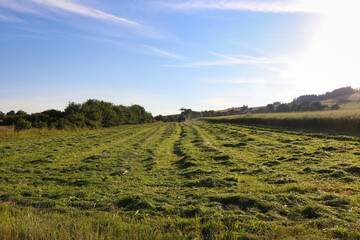 Tractor driving in a crop on a summer evening in rural Germany.