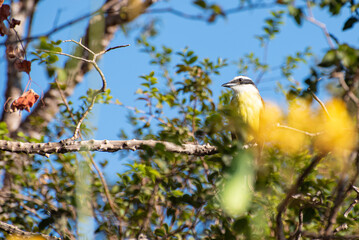 Bird bem-te-ví on the branches of the jabuticaba tree, natural light, selective focus.