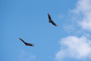 vulture bird flying in the blue sky in Brazil, natural light, selective focus.