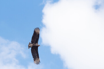 vulture bird flying in the blue sky in Brazil, natural light, selective focus.