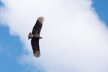 vulture bird flying in the blue sky in Brazil, natural light, selective focus.