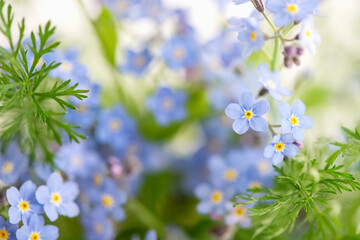 Blooming blue forget-me-not flowers summer floral background