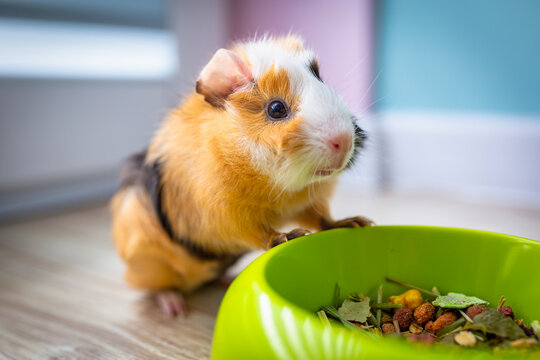 The guinea pig eats food from a bowl.