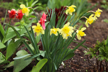 Obraz premium Beautiful blooming daffodils and tulips outdoors on spring day