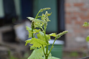 молодые побеги винограда