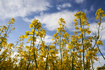 Obraz premium Canola field in bloom