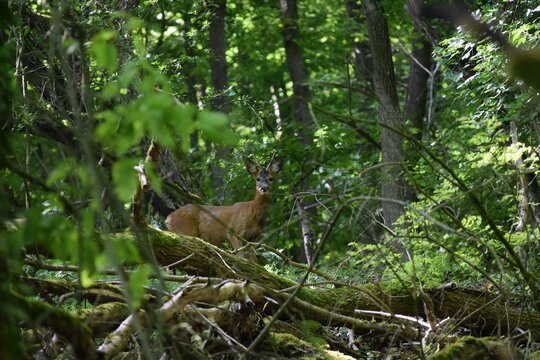 Roebuck in the Forest