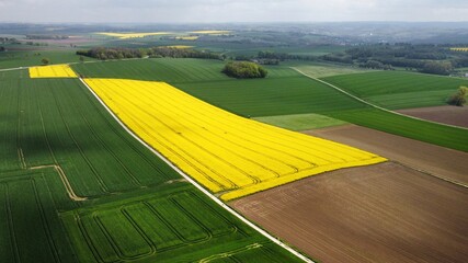 flowering rape field surrounded by meadow - aerial view