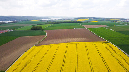 flowering fields of rapeseed with a lake in the background - drone image