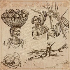 Cocoa harvesting and processing. Agriculture. An hand drawn vector illustrations on an vintage background. - 435403176