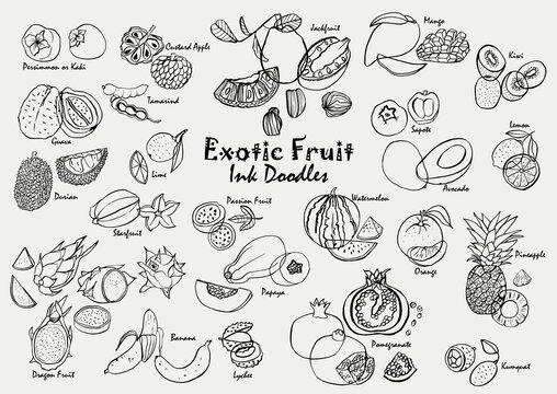 Exotic fruit ink drawing doodle vector icon set. Hand-drawn tropical fruit line art collection.