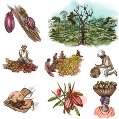 Cocoa harvesting and processing. Agriculture. An hand drawn illustration. - 435404154